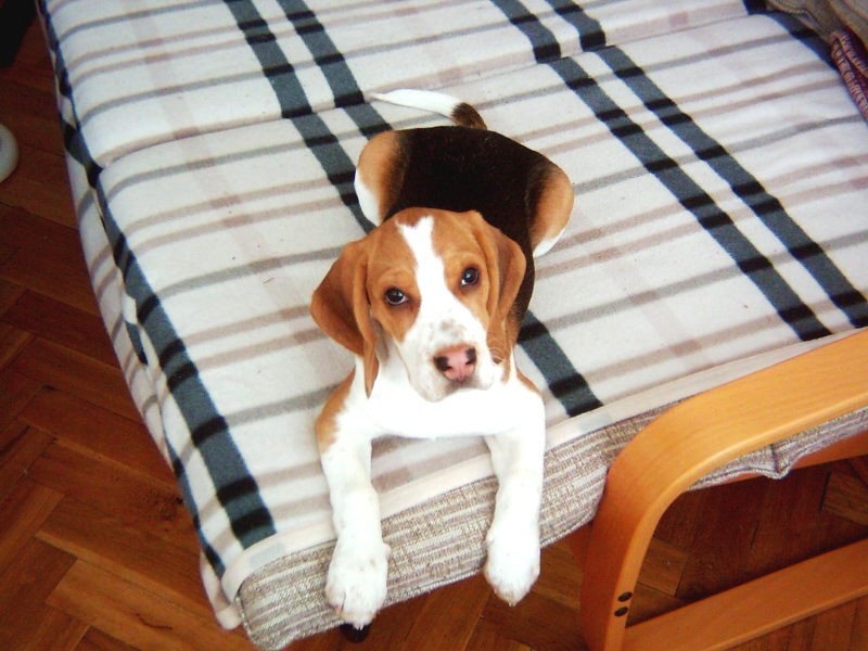 img00004.jpg