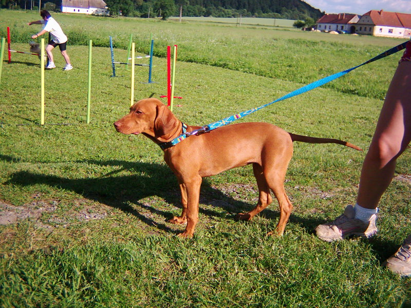 Snímek3.7  2005 031.jpg