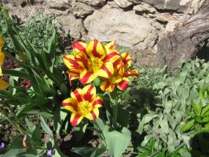 img_1294.jpg