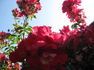 img_1979.jpg